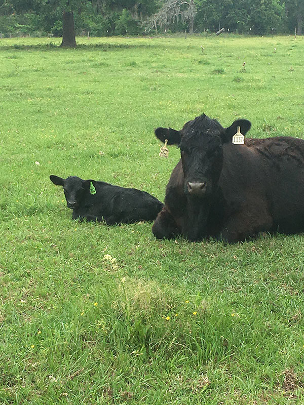 Angus cow and calf
