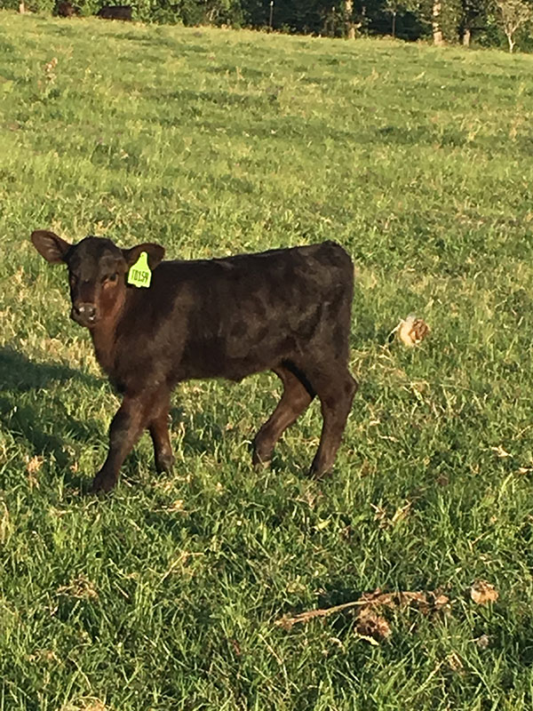 Angus calf in pasture