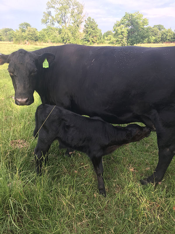 Angus calf milking