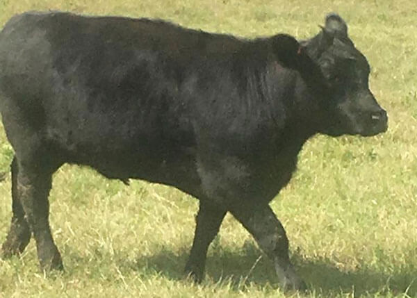 Young Angus females for sale