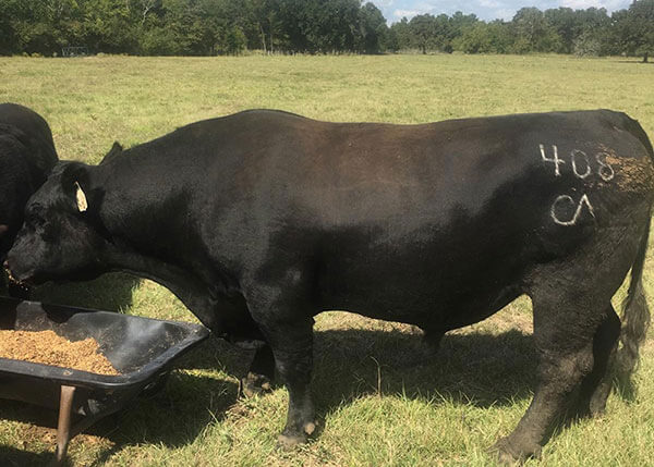 Angus bulls for sale in Texas